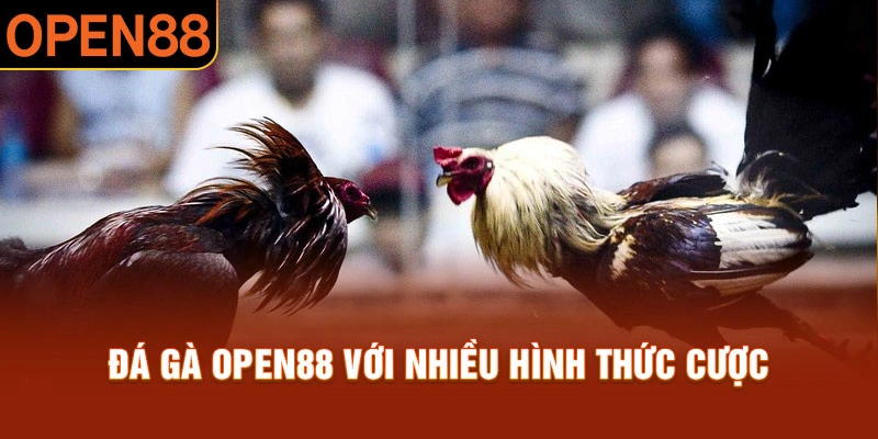 Nhiều loại hình cược thú vị tại đá gà Open88