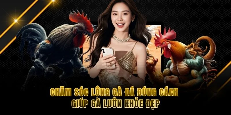 Cách chăm sóc lông gà đá 